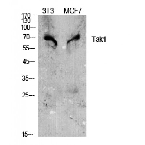 MAP3K7 / TAK1 Antibody (130-210 aa)