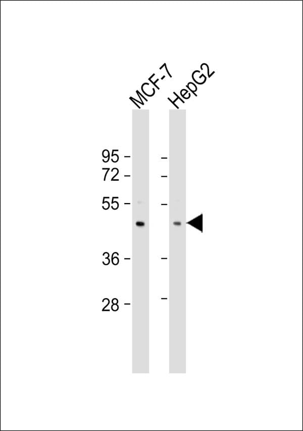 PEX10 Antibody