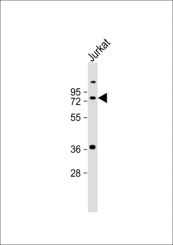 TAF15 Antibody