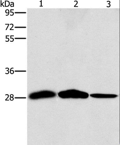 Polyclonal Rabbit anti-Human SPR Antibody (IHC, WB)