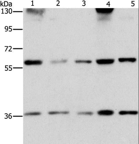 Polyclonal Rabbit anti-Human STK4 Antibody (IHC, WB)