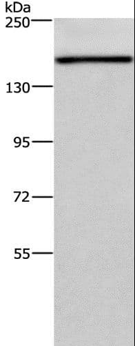 Polyclonal Rabbit anti-Human HDLBP / Vigilin Antibody (IHC, WB)