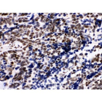 XRCC5 / Ku80 Antibody (aa649-676)