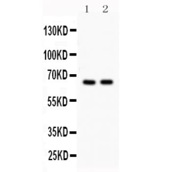 CDC25B Antibody (aa119-248)