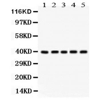 CDK7 Antibody (aa31-346)