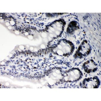 DAXX Antibody (aa56-345)