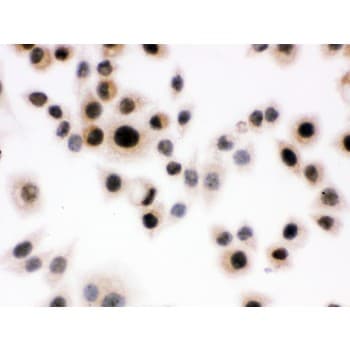 DAXX Antibody (aa56-345)