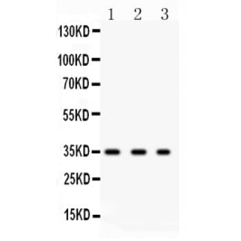 Osteonectin / SPARC Antibody (aa268-303)