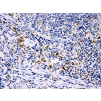 Polyclonal Rabbit anti-Mouse CSF1 / MCSF Antibody (aa33-262, IHC)