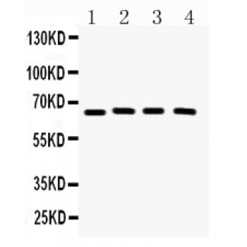 Polyclonal Rabbit anti-Human CRY2 Antibody (aa171-200, IHC, WB)