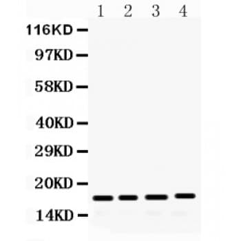 FGF2 / Basic FGF Antibody (aa219-249)