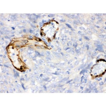 Polyclonal Rabbit anti-Human IDO1 / IDO Antibody (aa37-69, IHC, WB)