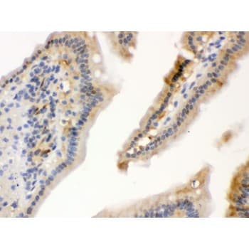HSPA1A Antibody (aa559-596)