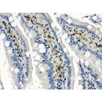 HSPA1A Antibody (aa559-596)