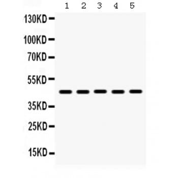 Polyclonal Rabbit anti-Human BMP4 Antibody (aa293-324, WB)
