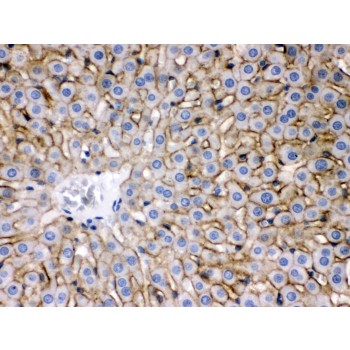 Polyclonal Rabbit anti-Mouse SLC10A1 / NTCP Antibody (aa296-336, IHC, WB)