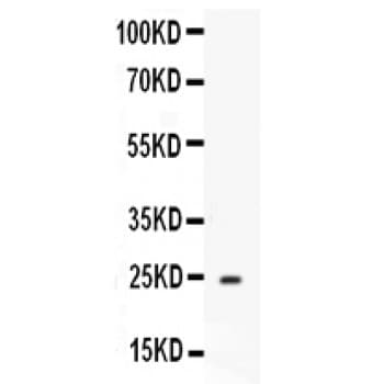 Polyclonal Rabbit anti-Mouse APOA1 / Apolipoprotein A 1 Antibody (aa25-264, IHC, WB)