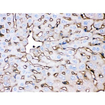 Polyclonal Rabbit anti-Mouse APOA1 / Apolipoprotein A 1 Antibody (aa25-264, IHC, WB)