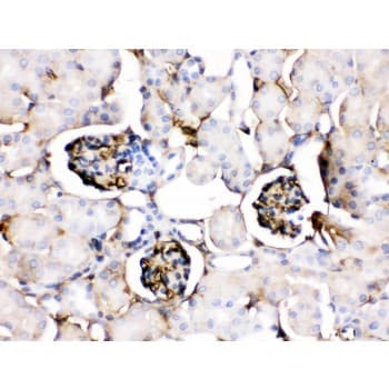 Polyclonal Rabbit anti-Mouse APOA1 / Apolipoprotein A 1 Antibody (aa25-264, IHC, WB)