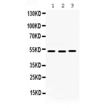CDC25C Antibody (aa435-473)