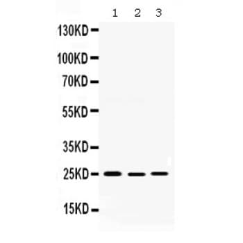DIABLO / SMAC Antibody (aa56-239)