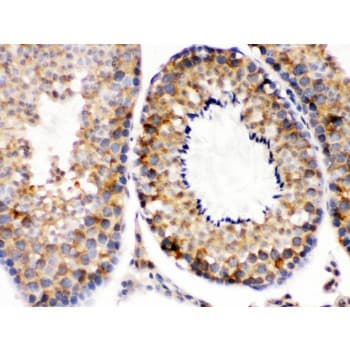DIABLO / SMAC Antibody (aa56-239)