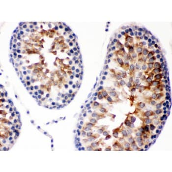 DIABLO / SMAC Antibody (aa56-239)