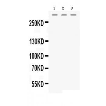 Polyclonal Rabbit anti-Human MGA / MAD5 Antibody (aa2376-2415, WB)
