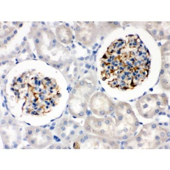NES / Nestin Antibody (aa252-290)