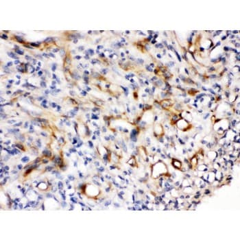 NES / Nestin Antibody (aa252-290)
