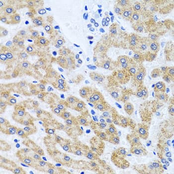SCO1 Antibody