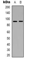 ABCB5 Antibody