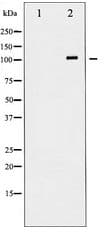 Polyclonal Rabbit anti-Human GRIN1 / NMDAR1 Antibody (IHC, IF, WB)