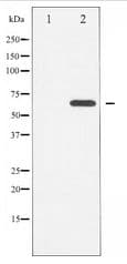 Polyclonal Rabbit anti-Human STK11 / LKB1 Antibody (WB)