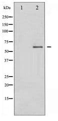 Polyclonal Rabbit anti-Human DPYSL2 / CRMP2 Antibody (IHC, IF, WB)