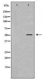Alpha Tubulin Antibody