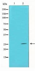 Polyclonal Rabbit anti-Human HMG1 / HMGB1 Antibody (WB)