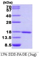 Human SUMO1 / SMT3 Protein (Recombinant)