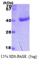 Human DAO / D Amino Acid Oxidase Protein (Recombinant His)