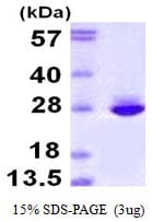 Human CNTF Protein (Recombinant)