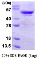 Human APG4B / ATG4B Protein (Recombinant His)