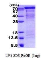 Human CDH11 / Cadherin 11 Protein (Recombinant His)
