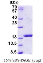 Human RBM3 Protein (Recombinant His, N-Terminal)