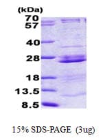Human RPL23A Protein (Recombinant His)