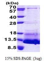 Human NPPC Protein (Recombinant His)