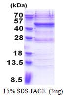 Human VAV1 / VAV Protein (Recombinant His)