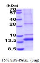 Human GDF11 / GDF-11 Protein (Recombinant His)