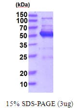 Human MAPK8 / JNK1 Protein (Recombinant His)