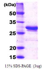Human GC1qR / C1QBP Protein (Recombinant)