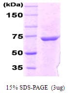 E. coli dnaK Protein (Recombinant)